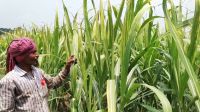চাঁদপুরে আখের জমিতে পোকার আক্রমণ, দুশ্চিন্তায় কৃষকরা