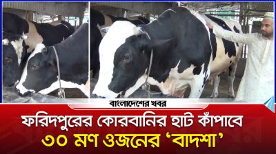 ফরিদপুরের কোরবানির হাট কাঁপাবে ৩০ মণ ওজনের “বাদশা”