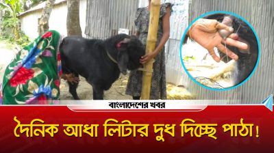 দৈনিক আধা লিটার দুধ দিচ্ছে পাঠা! কুষ্টিয়ায় বিরল ঘটনা, দর্শনার্থীদের ভিড়
