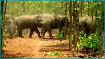 ঝিনাইগাতী সীমান্তে হাতির উপদ্রব, সতর্ক থাকতে বন বিভাগের মাইকিং