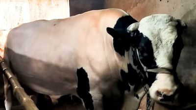 কোরবানির ঈদে বাজার কাঁপাবে ‘নাটোরের বাদশা’