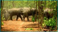 ঝিনাইগাতী সীমান্তে হাতির উপদ্রব, সতর্ক থাকতে বন বিভাগের মাইকিং