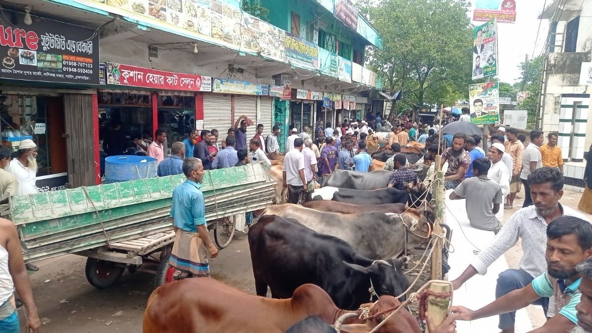 সরাইলে সড়কের পাশে বসেছে অবৈধ গরুর হাট