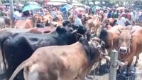 সাঘাটায় গরুর হাটে অতিরিক্ত টোল আদায় করায় জরিমানা