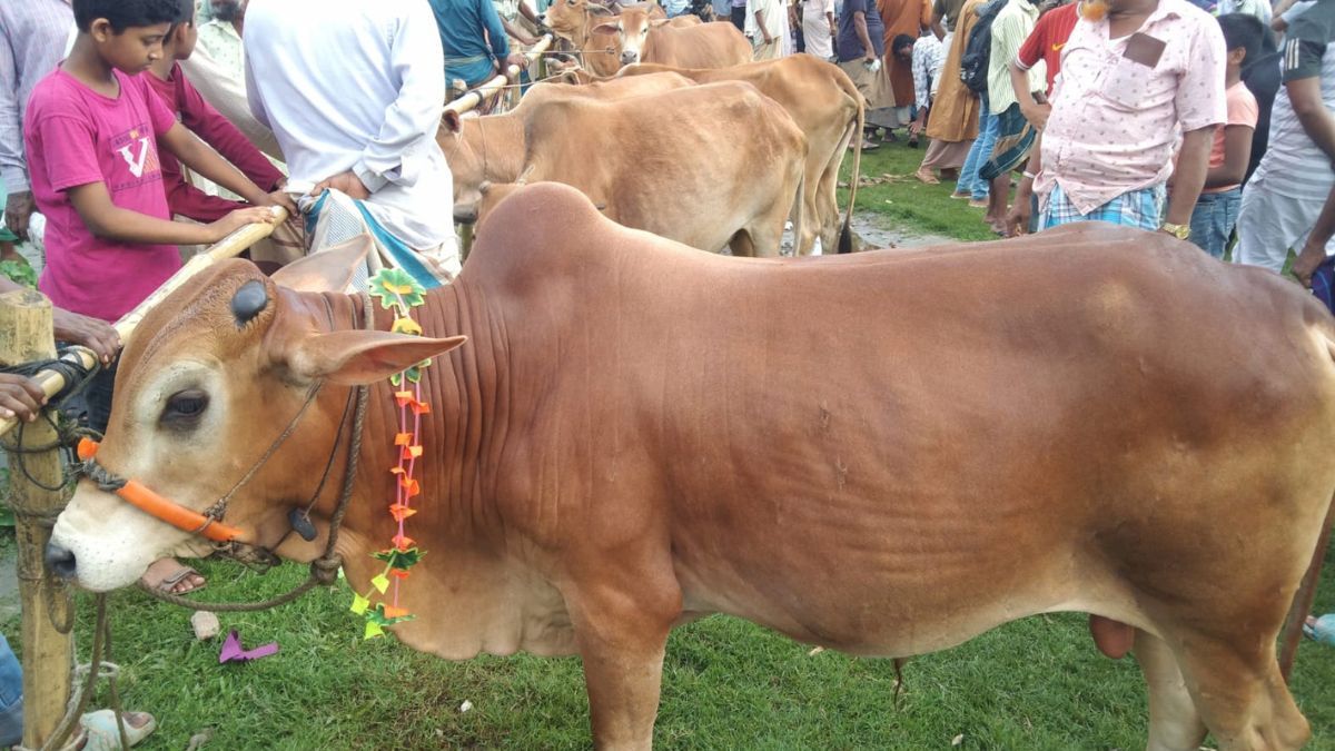 লালমোহনে জমে উঠেছে কোরবানির পশু বেচাকেনা