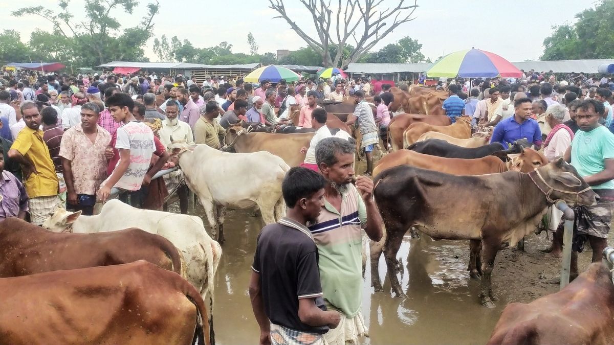 নওগাঁয় জমে উঠেছে কোরবানির পশুর হাট