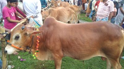 লালমোহনে জমে উঠেছে কোরবানির পশু বেচাকেনা