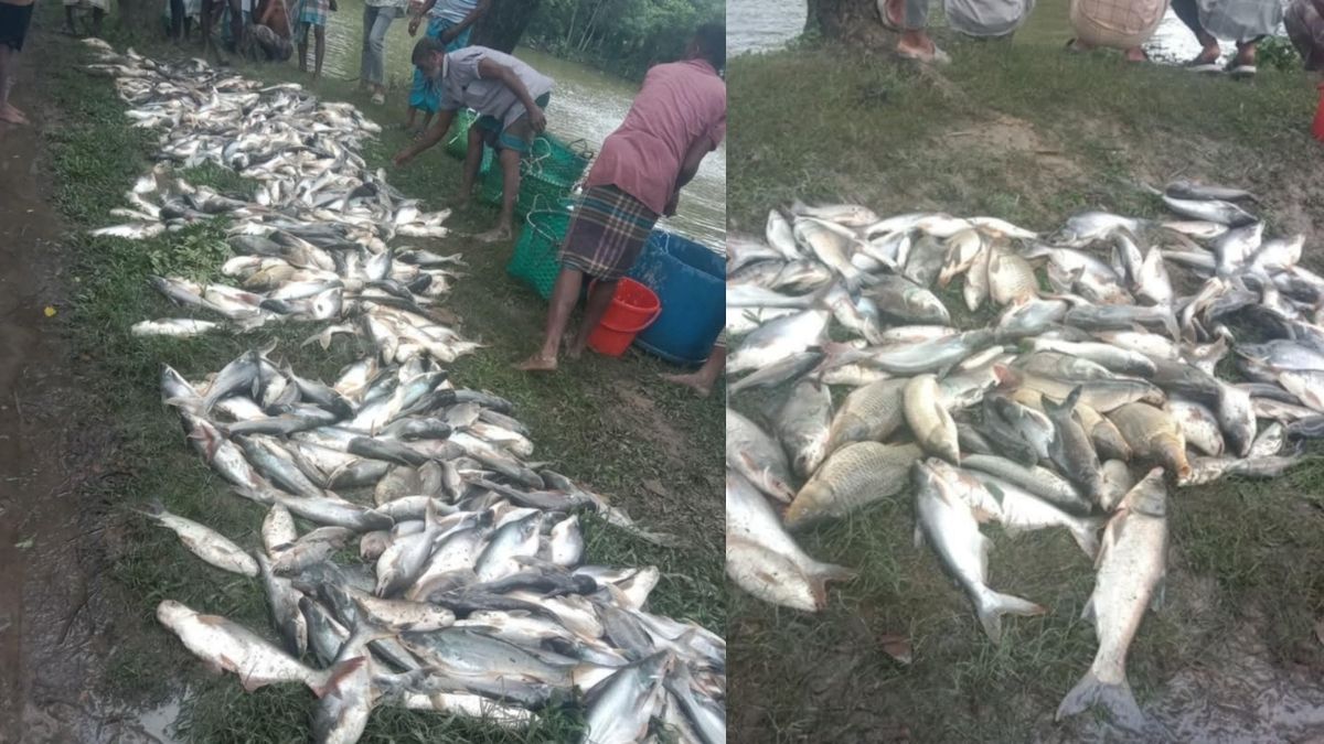 শত্রুতার জেরে দীঘিতে বিষ প্রয়োগ, মরল ২৫ লাখ টাকার মাছ
