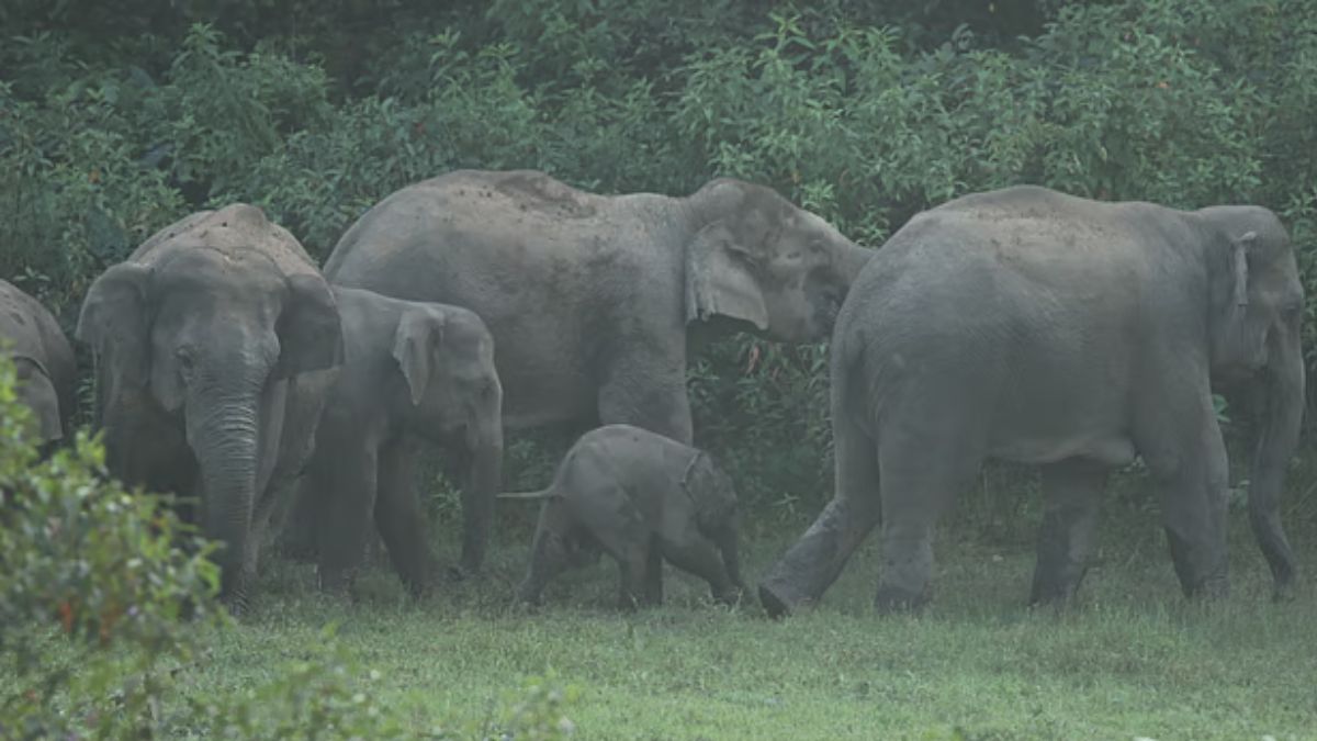 গভীর রাতে লুকালয়ে ঢুকে হাতির আক্রমণ, নারী নিহত