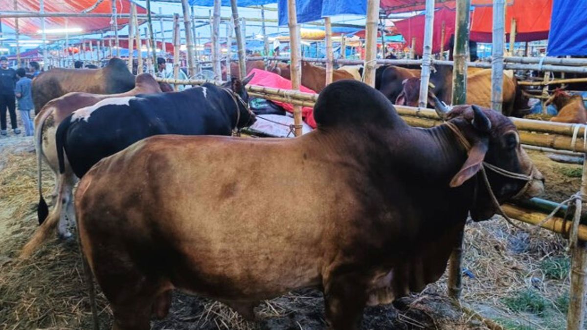 চামড়ার বাজার ঘুরে দাঁড়ানোর আশায় নারায়ণগঞ্জের ব্যবসায়ীরা