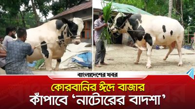 কোরবানির ঈদে বাজার কাঁপাবে ‘নাটোরের বাদশা’