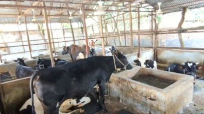 ৬টি গরু দিয়ে শুরু, সুজনের খামারে এখন অর্ধকোটি টাকা পুঁজি