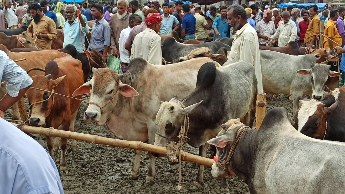 ঠাকুরগাঁওয়ে জমে উঠেছে কোরবানির গরুর হাট, দাম কেমন?