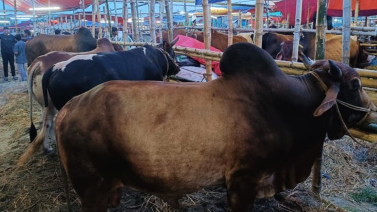 নারায়ণগঞ্জে চামড়ার বাজারে লক্ষ্যমাত্রা ছাড়িয়ে যাওয়ার সম্ভাবনা