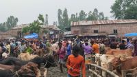 কুড়িগ্রামে ঈদ সামনে রেখে জমজমাট গরুর হাট, বাড়ছে দাম ও চাহিদা