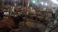 জমছেই না হাট, ক্রেতার অপেক্ষায় ব্যবসায়ীরা