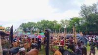 সোনাগাজীতে কোরবানির হাটে গরু-মহিষের ঢল