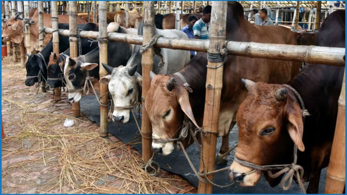 মহাসড়কের পাশে পশুর হাট : কঠোর অবস্থানে ডিএমপির ট্রাফিক বিভাগ