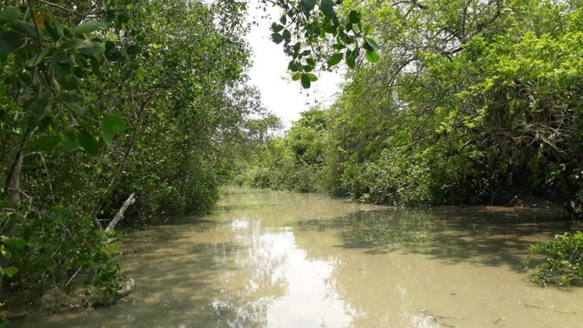 ৯০ দিন বন্ধ সুন্দরবনের দ্বার, সজীবতা ফিরবে প্রাণ-প্রকৃতিতে