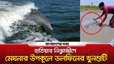 নিঝুমদ্বীপে ছুটে এসেছে ডলফিন, এ এক অসাধারণ দৃশ্য