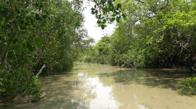 ৯০ দিন বন্ধ সুন্দরবনের দ্বার, সজীবতা ফিরবে প্রাণ-প্রকৃতিতে