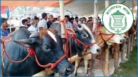 কোরবানির পশুর হাটে থাকবে সান্ধ্যকালীন ব্যাংকিং সুবিধা