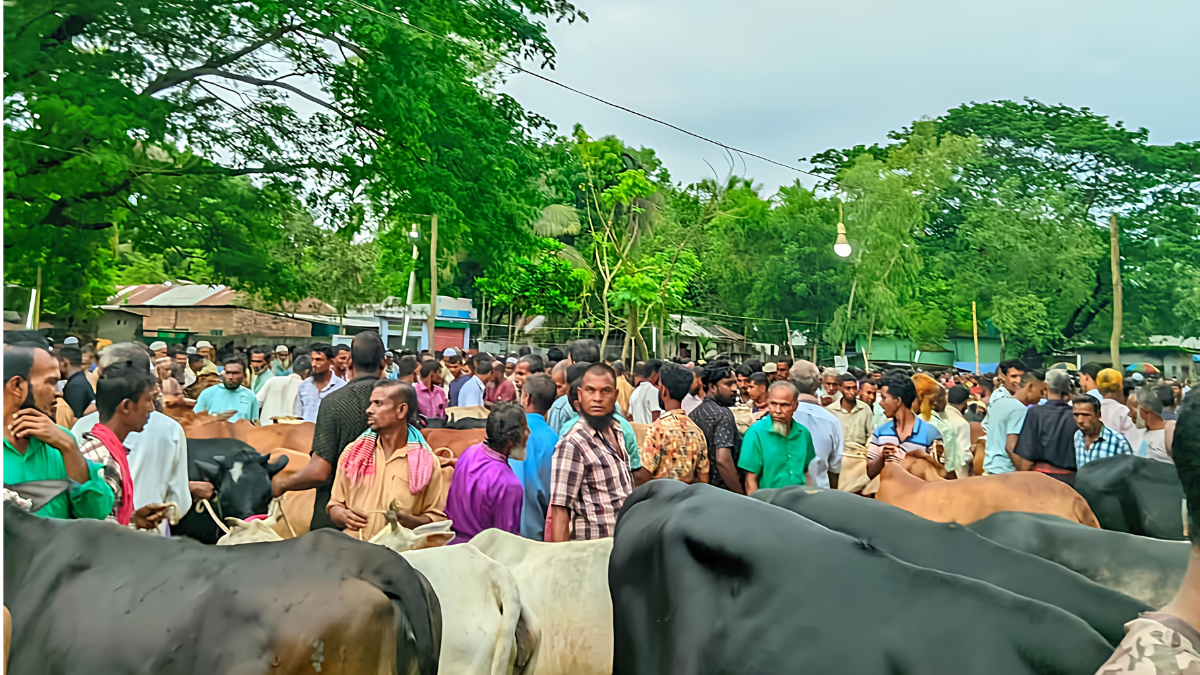 শেরপুর পশুর হাটে দেশি গরুর জমজমাট বিক্রি