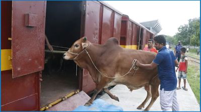 ৪০০ গরু নিয়ে ঢাকার পথে ক্যাটল স্পেশাল ট্রেন