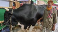 কত টাকায় বিক্রি করবেন কালো মানিক? যা বললেন বিক্রেতা