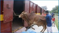 ৪০০ গরু নিয়ে ঢাকার পথে ক্যাটল স্পেশাল ট্রেন