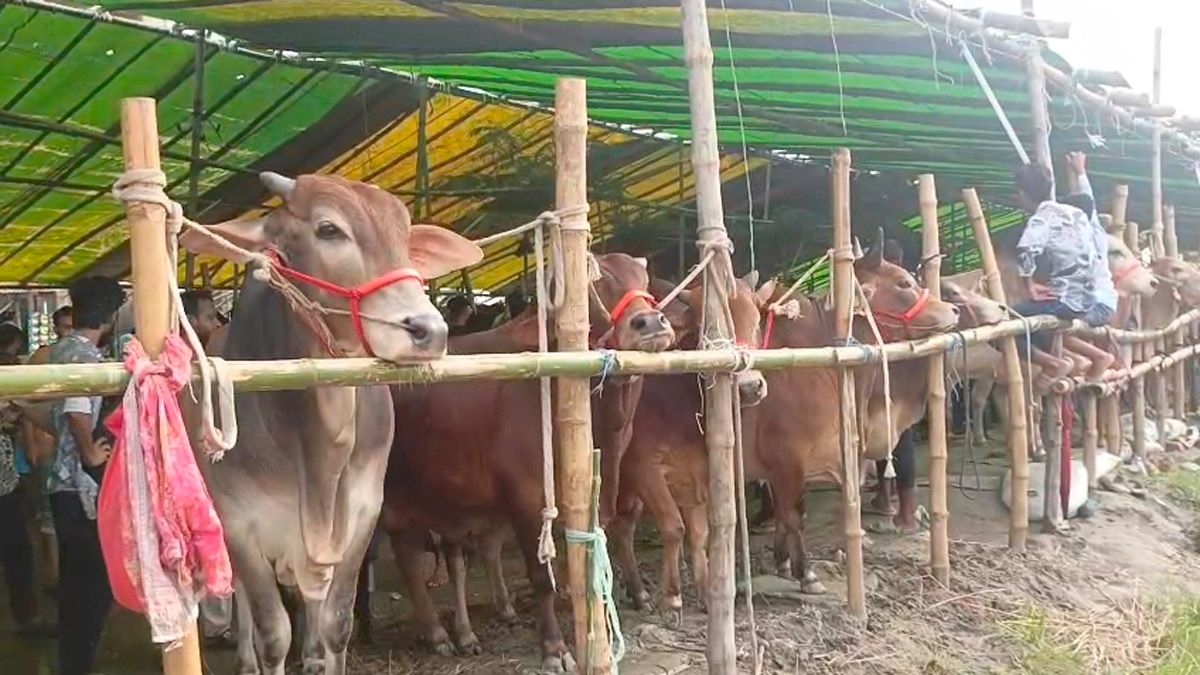 রূপগঞ্জে জমজমাট কোরবানির পশুর হাট, দাম কেমন?