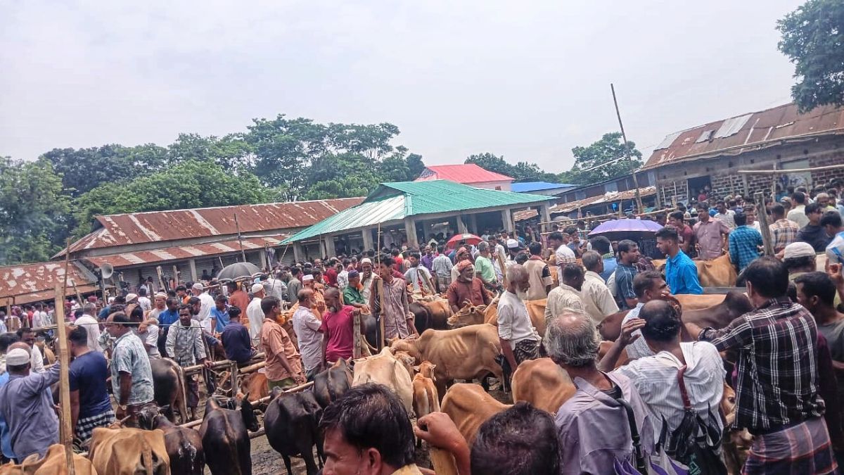 শান্তিগঞ্জে হাটে পশুর দাম কমায় খুশি ক্রেতা, উদ্বিগ্ন খামারিরা