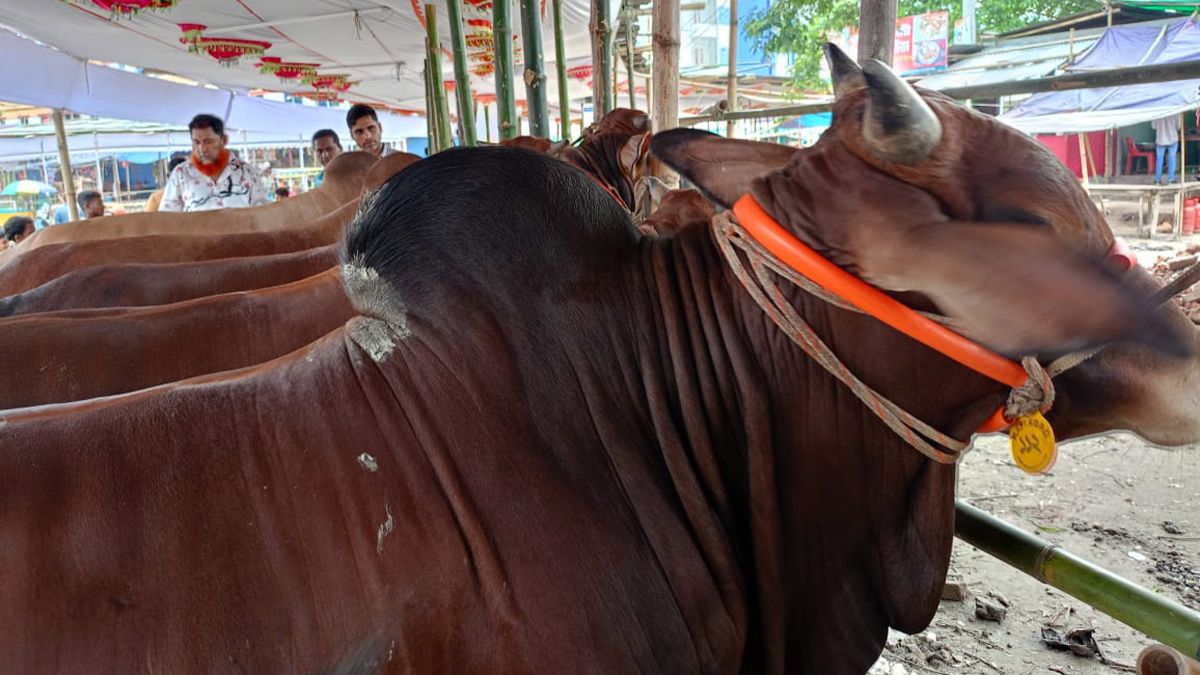 কুমিল্লায় ৪০১ হাটে ঈদের আমেজ, ‘মেসি-নেইমারের’ দাম ১০-১২ লাখ