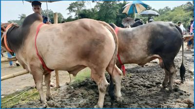বিদ্যালয়ের মাঠে পশুর হাট, মলমূত্রে বিনষ্ট পরিবেশ