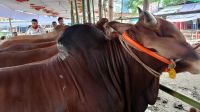 কুমিল্লায় ৪০১ হাটে ঈদের আমেজ, ‘মেসি-নেইমারের’ দাম ১০-১২ লাখ