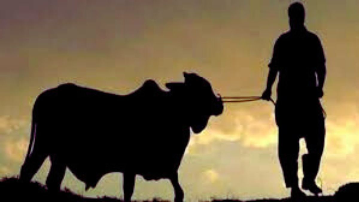 কোরবানি : ত্যাগের মহিমা ও সমাজচিত্রের আয়না
