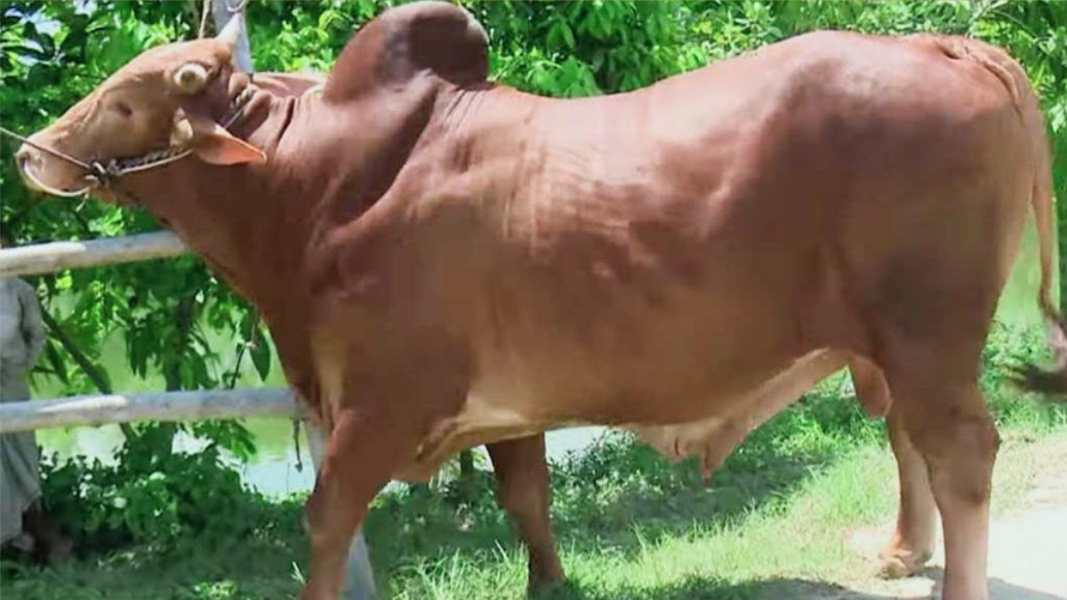 কোরবানির জন্য জেলা ভেদে গরুর জাতভিত্তিক খ্যাতি ও বৈচিত্র্য