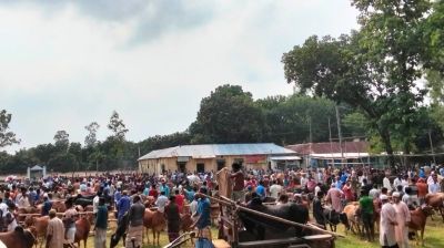 মিঠাপুকুরে গরুর হাটে উপচে পড়া ভিড়, ৮০০ কোটি টাকা লেনদেনের আশা