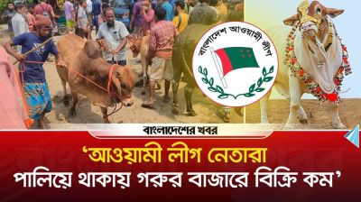‘আওয়ামী লীগ নেতারা পালিয়ে থাকায় গরুর বাজারে বিক্রি কম’