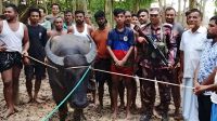 হারিয়ে যাওয়া কোরবানির মহিষ ভারত থেকে ফেরত আনল বিজিবি