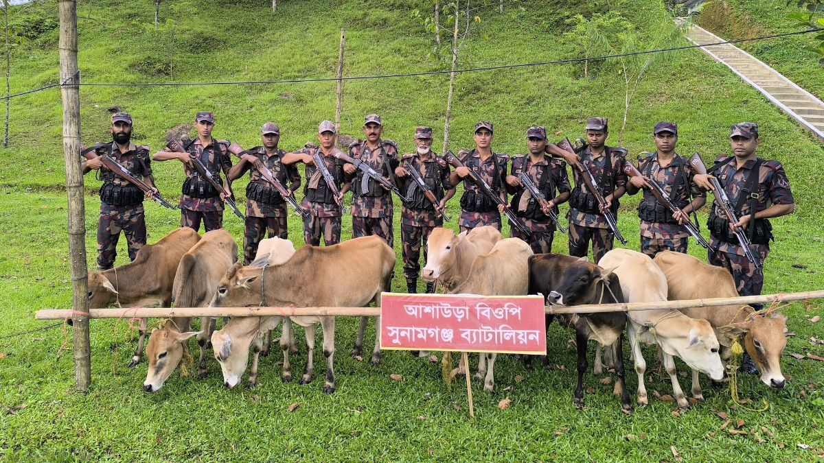 সুনামগঞ্জ সীমান্তে ৯ ভারতীয় গরু আটক