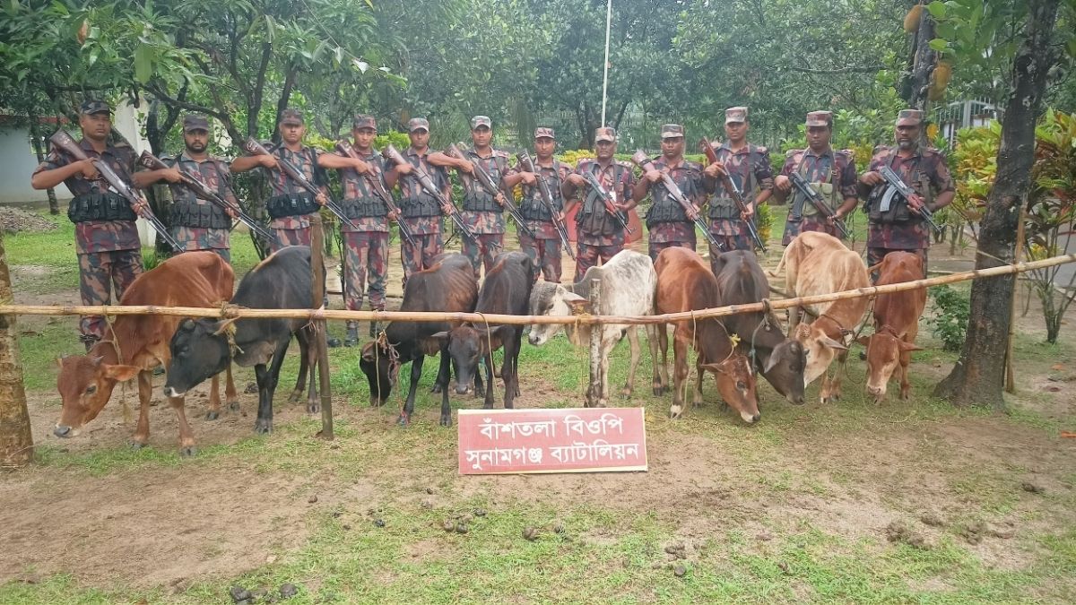 সুনামগঞ্জে সীমান্তে ভারতীয় ৯ গরু আটক