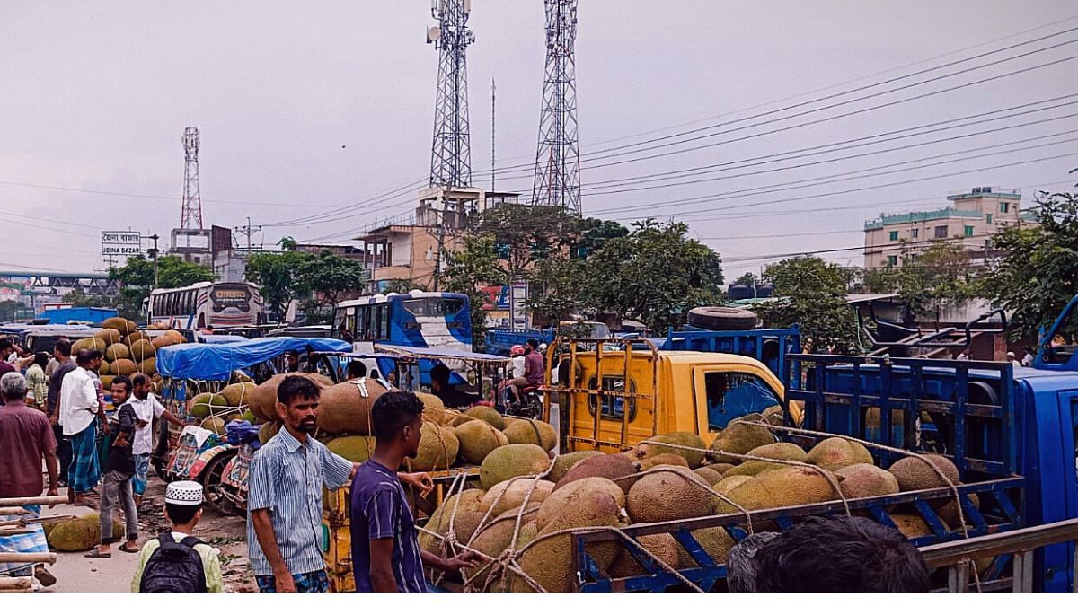 শ্রীপুরে জমজমাট কাঁঠালের হাট : দাম কম, খাজনা বেশি