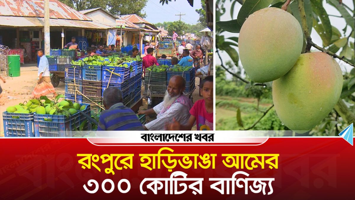 রংপুরে হাড়িভাঙা আমের ৩০০ কোটি টাকার জমজমাট বাণিজ্য