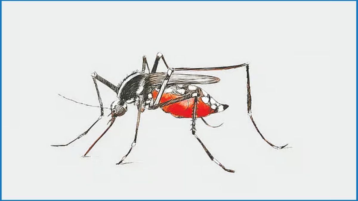 ২৪ ঘণ্টায় ডেঙ্গুতে আক্রান্ত ২৪৪