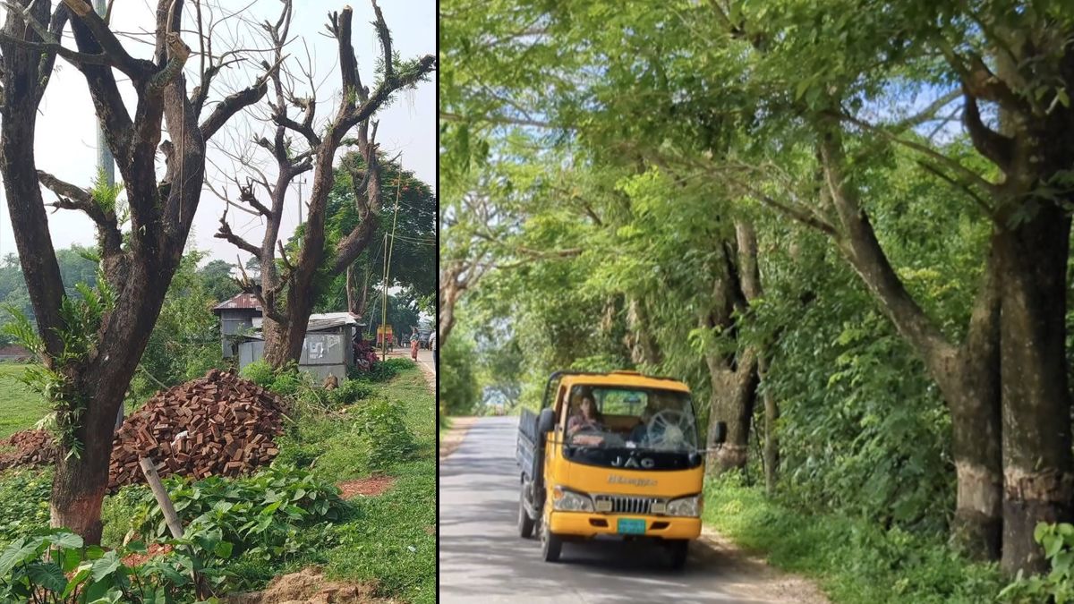 খাগড়াছড়িতে পরিকল্পিতভাবে শত শত বৃক্ষনিধন