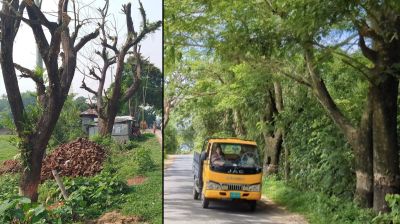 খাগড়াছড়িতে পরিকল্পিতভাবে শত শত বৃক্ষনিধন