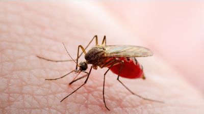 ডেঙ্গুতে আরও একজনের মৃত্যু, আক্রান্ত ৩২৯