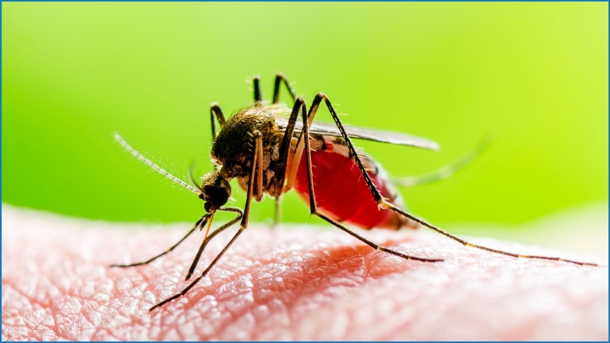 ডেঙ্গুতে আরও ২ জনের মৃত্যু