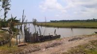 চরফ্যাসনে খালে বাঁধ দিয়ে বিএনপি নেতার মাছচাষ, কৃষিজমিতে জলাবদ্ধতা